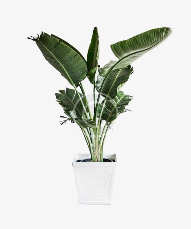 Tropical banana plant in tall white planter